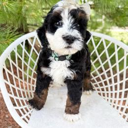 Piper - Tri-color female Bernedoodle puppy in Wamego, Kansas from Doodles of Oz