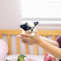 Sophie - Black and white female Chihuahua puppy in Jacksonville, Florida from Petits Chihuahuas