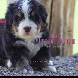 Vintage Blush - Black tan and white female Bernese Mountain Dog puppy in Winigan, Missouri from Home Sweet Bernese