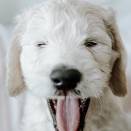 Mr. Black - Cream male Goldendoodle puppy in Gotha, Florida from Perlune Farms