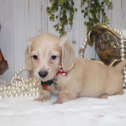 Boy 5 - Cream male Dachshund puppy in Collins, Georgia from Liberty Longhair Dachshunds