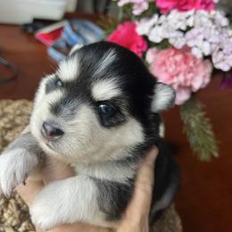 Denali - Black and white female Pomsky puppy in Rathdrum, Idaho from Smart Pomskies and Frenchies