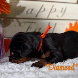 Orange collar - Black and rust male Doberman Pinscher puppy in Winamac, Indiana from DIAMOND RIDGE DOBERMANS