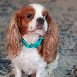 Blanche - Cavalier King Charles Spaniel