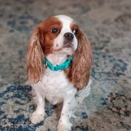 Blanche - Cavalier King Charles Spaniel