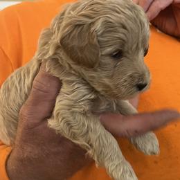 Olive - Cream female Goldendoodle puppy in Buford, Georgia from Guppy Puppies
