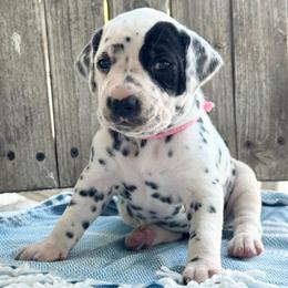 Pink Female - White and black female Dalmatian puppy in Westhoff, Texas from Smart Dalmatians (LUA/HUA)