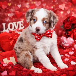 Steel - RMM - Red merle male Miniature Australian Shepherd puppy in Nacogdoches, Texas from TK Standard, Mini, & Toy Aussies