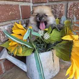 Girl 1 - Orange sable female Pomeranian puppy in Missouri from Paulanne's Pomeranians