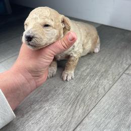 Sable male - Sable male Assorted Doodle Crosses puppy in O'fallon, Missouri from Sister Sister Cavapoos