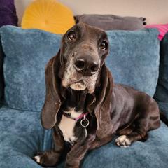 Evie - Basset Hound