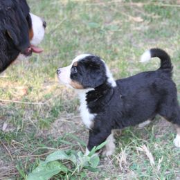 Bernedoodle and Bernese Mountain Dog Puppies from Basin Berners