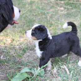 Bernedoodle and Bernese Mountain Dog Puppies from Basin Berners