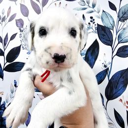 Red - White and black male Dalmatian puppy in Gray, Georgia from Fuller Spots