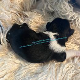 Shih Tzu Puppies from Seaside Shih Tzu Cottage