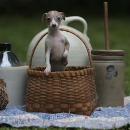 Italian Greyhound Puppies from Uwharrie