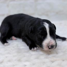 Cubby - Blue Collar - Black & white male Australian Shepherd puppy in San Marcos, California from Faith Family Freedom Farm