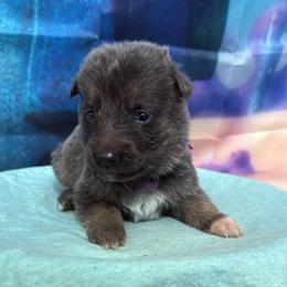 Pearl - Blue female German Shepherd puppy in Magnolia, Texas from K & Q Shepherds