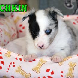 Munchkin - Bi Blue Boy - Blue merle male Toy Shetland Sheepdog puppy in Frazeysburg, Ohio from Mountain High Kennels