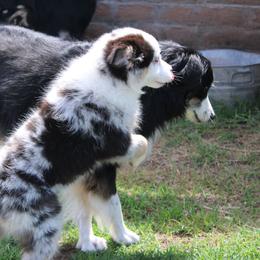 Phoenix - Blue merle female Australian Shepherd puppy in Sonoita, Arizona from Gardner Canyon Kennels