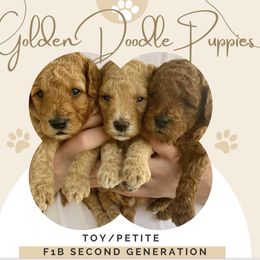 Goldendoodle Puppies from WW Doodles