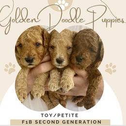 Goldendoodle Puppies from WW Doodles