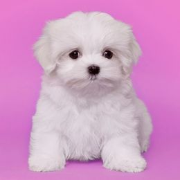 Maltese from Puppy Promise