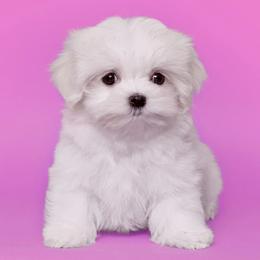 Maltese from Puppy Promise