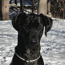 Bo - Great Dane