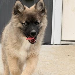 Bosh - male Nenets Herding Laika puppy in Rockville, Maryland from Skais the Limit