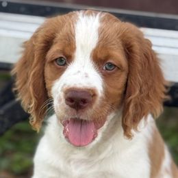 Ryder - Orange and white male Brittany puppy in Katy, Texas from Katy Cavaliers & Barefoot Days Brittanys