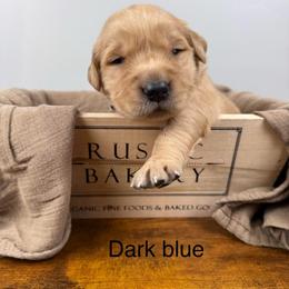 3rd pick boy - Golden male Golden Retriever puppy in Petaluma, California from Contango Goldens