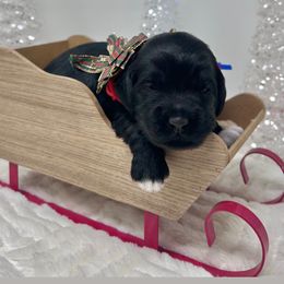 Midnight (Dark Blue) - Black male Australian Labradoodle puppy in Citrus Heights, California from Elite Blend Labradoodles