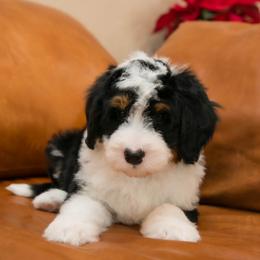 Everest - male Australian Mountain Doodle puppy in Lafayette, Missouri from Brick House Farm Doodles