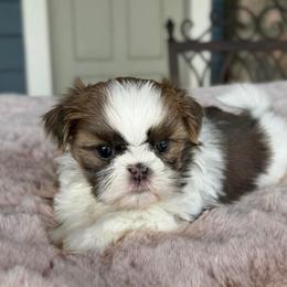 Boy 1 - Tricolor male Shih Tzu puppy in Calimesa, California from Little Mountain’s Shih Tzus