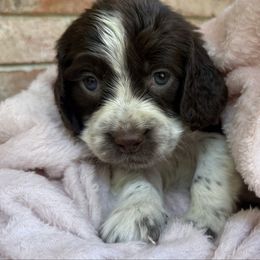 Jade - Liver white and roan female English Springer Spaniel puppy in Pensacola, Florida from LeichtHouse Kennel