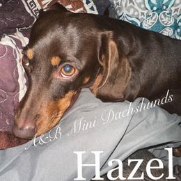 Hazel - Dachshund