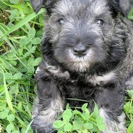 Miniature Schnauzer Puppies from Tymeless Farm