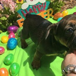 French Bulldog Puppies from Mama’s Frenchie Babies