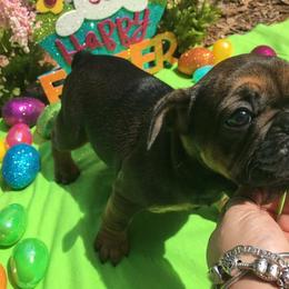 French Bulldog Puppies from Mama’s Frenchie Babies