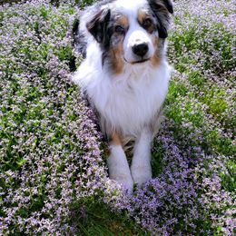 Ice - Australian Shepherd