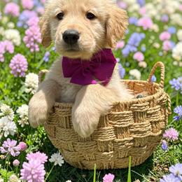Girl 5 - Light golden female Golden Retriever puppy in Plant City, Florida from All shades Golden