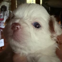Joanie(Happy Days) - Cream and white female Chihuahua puppy in Amelia, Virginia from Pannell’s Precious Pups
