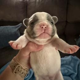 Iris - Blue female French Bulldog puppy in Franklin, Pennsylvania from Falco’s Frenchies