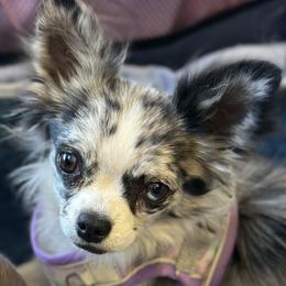 Sky - Chihuahua
