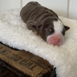Miniature Australian Shepherd Puppies from Windy Hills Mini Aussies