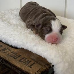 Miniature Australian Shepherd Puppies from Windy Hills Mini Aussies