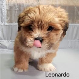 Leonardo - Red male Lhasa Apso puppy in Jefferson, New York from Absolute Lhasa Love