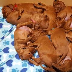 Irish Setter Puppies from Ambition Irish Setters