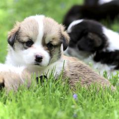 Pembroke Welsh Corgi Puppies from Cosmere Corgis